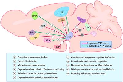 Commentary: Midbrain projection to the basolateral amygdala encodes anxiety-like but not depression-like behaviors